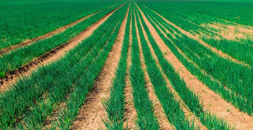 Scenic view of agricultural field