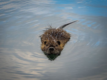 High angle view of animal swimming in lake