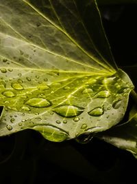 Close-up of wet leaf