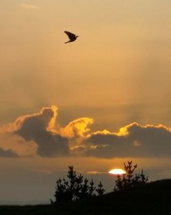 Silhouette bird flying in sky during sunset