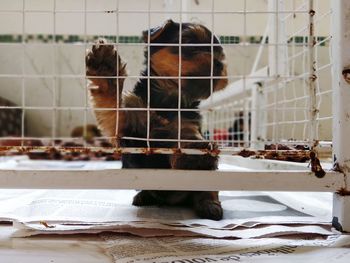 Close-up of baby dog sitting in cage