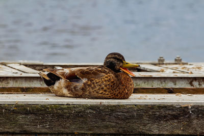 Close-up of a duck in a lake