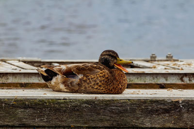 Close-up of a duck purching in a lake