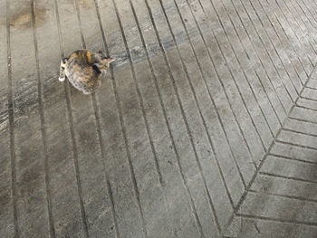 High angle view of dog on footpath