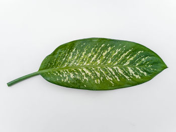 Close-up of green leaf against white background