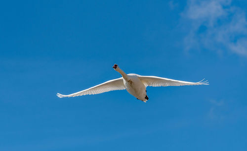 Low angle view of seagull flying in sky