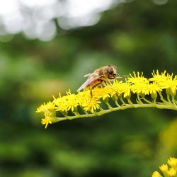 Close-up of bee pollinating on yellow flower