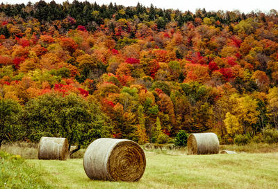 Scenic view of field