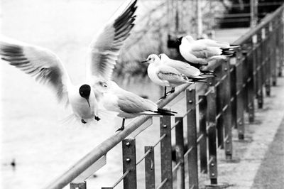 Seagulls perching on railing