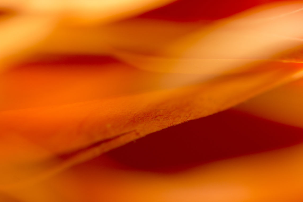 FULL FRAME SHOT OF ORANGE ROSE FLOWER