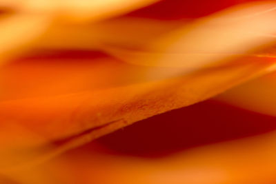 Full frame shot of orange flower