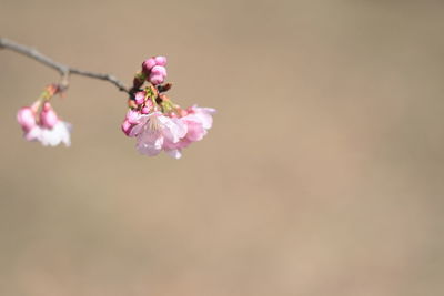 Close-up of pink flowers on twig