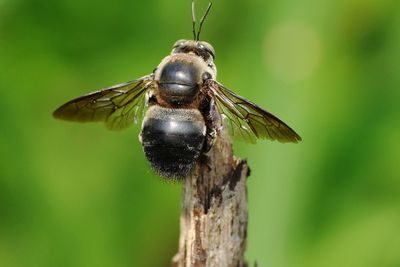 Close-up of insect on leaf