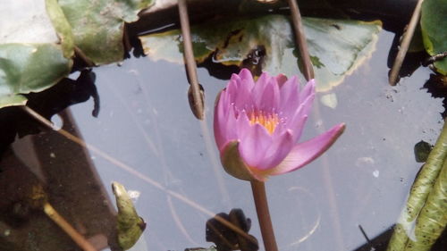 Close-up of lotus water lily