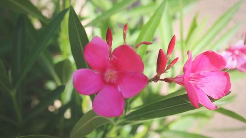 Close-up of pink flowering plant