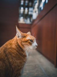 Close-up of a cat looking away