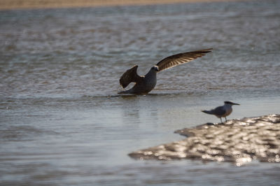 Seagulls flying over sea