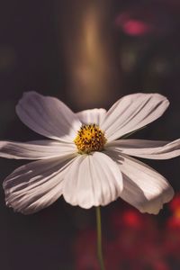 Close-up of white flower