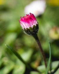 Close-up of pink flower blooming outdoors