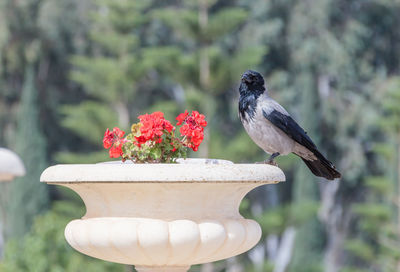 Close-up of bird perching on red flower