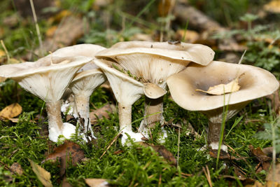 Close-up of mushroom growing on field