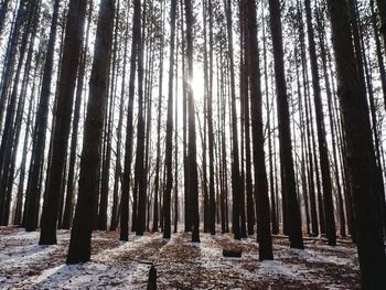 Low angle view of bamboo trees in forest during winter