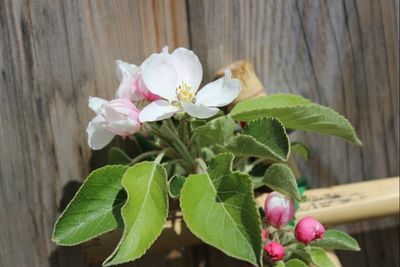 Close-up of pink flowers