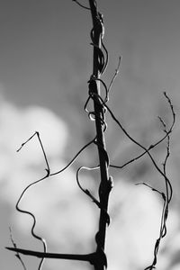 Low angle view of bare tree against sky