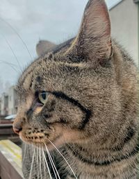 Close-up of a cat looking away