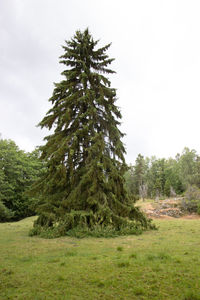 Pine trees on field against sky