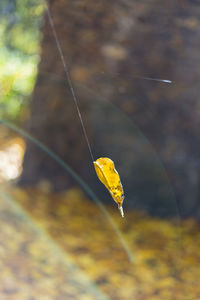 Close-up of butterfly on web