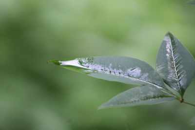 Close-up of grasshopper on leaf