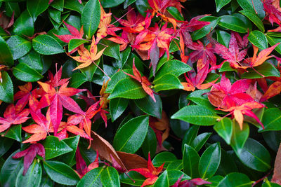 High angle view of plant leaves during autumn