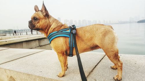 Close-up of dog standing against sky