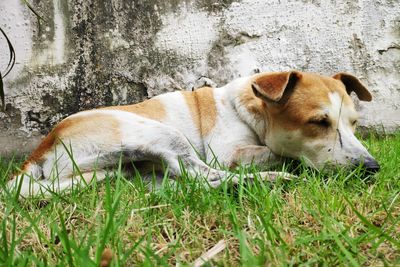 View of a dog resting on field