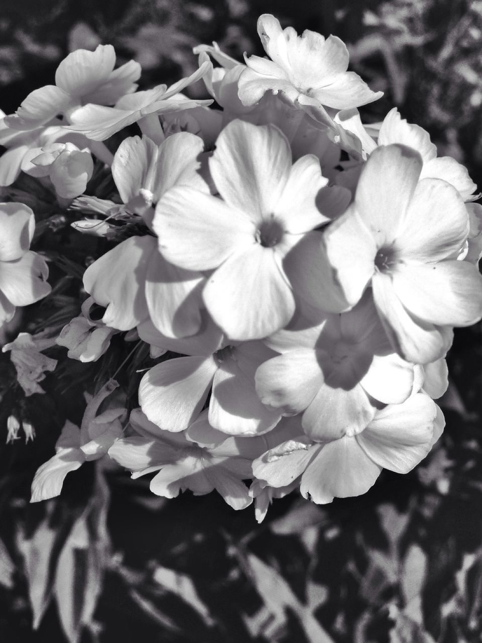 flower, petal, freshness, fragility, growth, flower head, beauty in nature, close-up, focus on foreground, nature, blooming, plant, in bloom, park - man made space, day, outdoors, blossom, selective focus, no people, botany