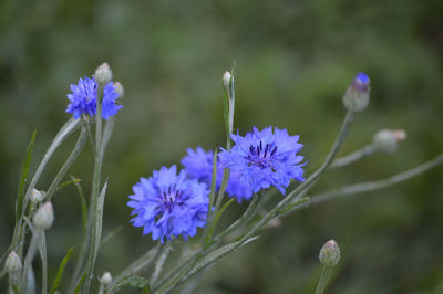 Close-up of purple flowers