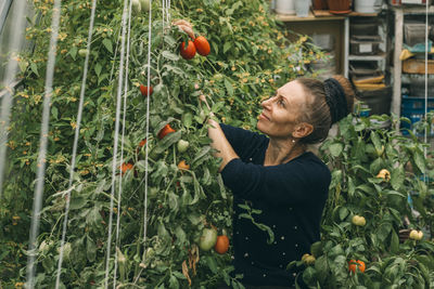 Smiling woman harvesting tomatoes in vegetable garden