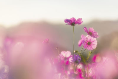 Kashihara city, nara prefecture cosmos field of fujiwara palace