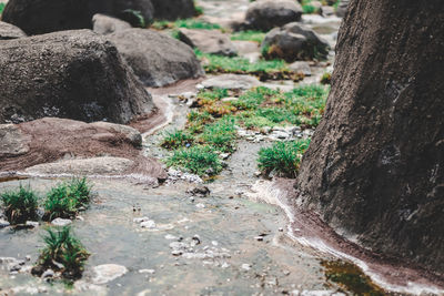 Close-up of rocks by trees on field