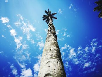 Low angle view of coconut palm tree against blue sky