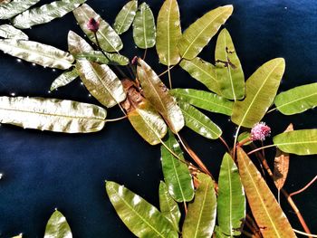 High angle view of leaves