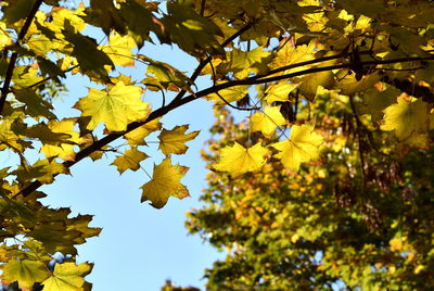 Low angle view of yellow maple leaves against sky