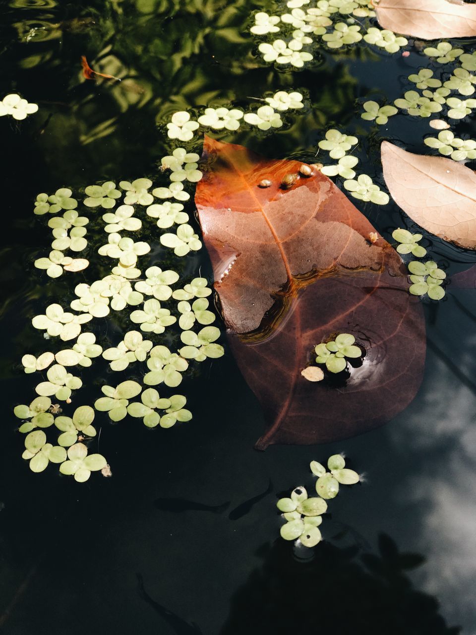 HIGH ANGLE VIEW OF MAPLE LEAVES ON LAKE