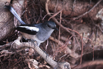 Close-up of bird perching on a tree