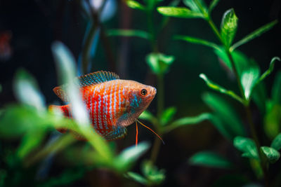 Close-up of fish swimming in aquarium