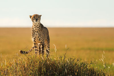 Cheetah on field