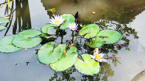 Close-up of lotus water lily in pond