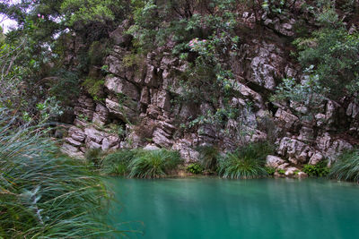 Scenic view of trees by rocks