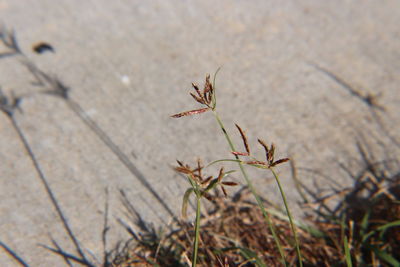 Close-up of plant